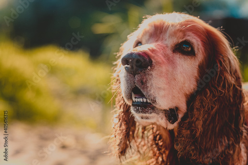  Cocker Spaniel Dog portrait on green background