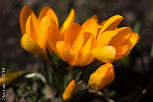 A bush of yellow crocuses blooms in the garden. Blurred background, close-up. Spring flowers