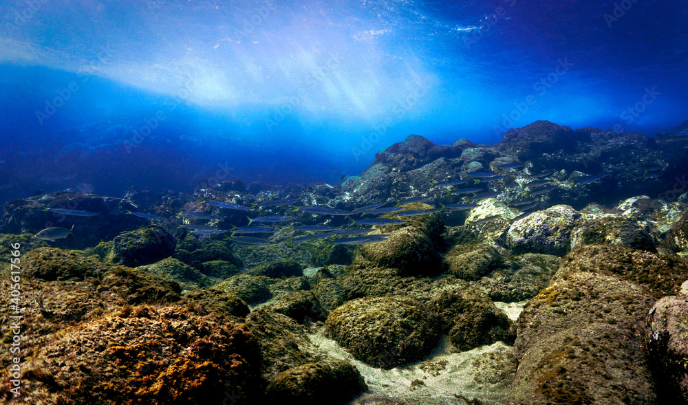 Beautiful underwater landscape with schools of Barracudas.