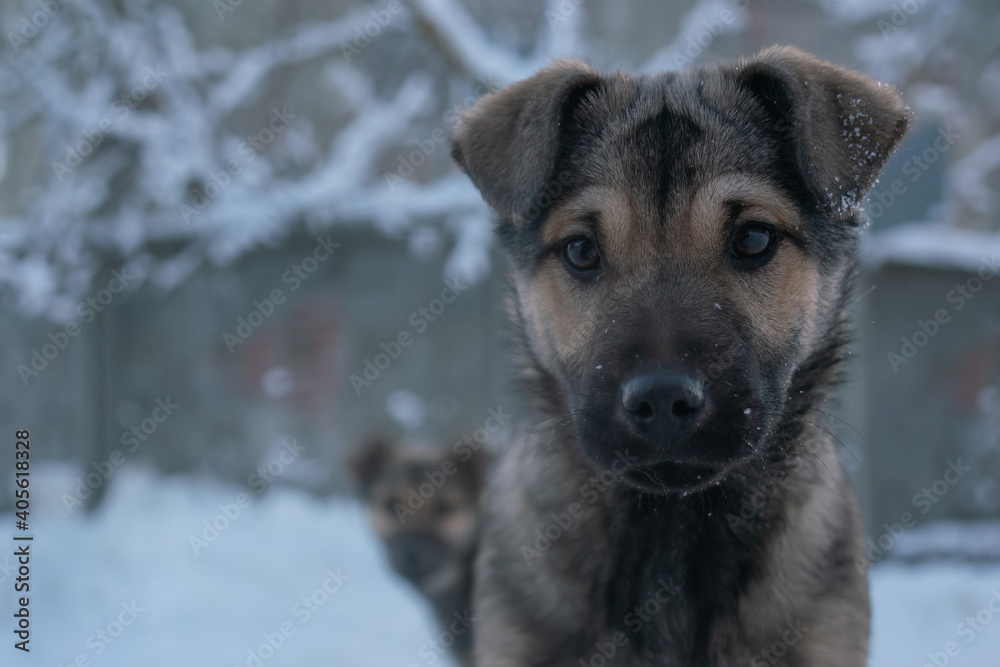portrait of a homeless puppy in winter, close up
