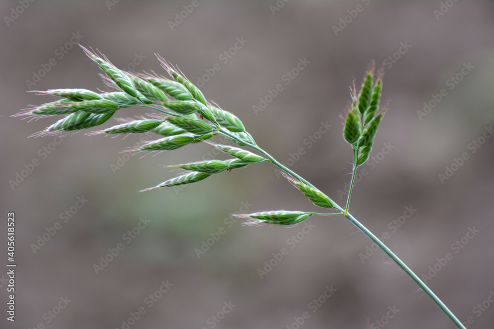 Grass Bromus grows in grasslands Grass Bromus grows in grasslands