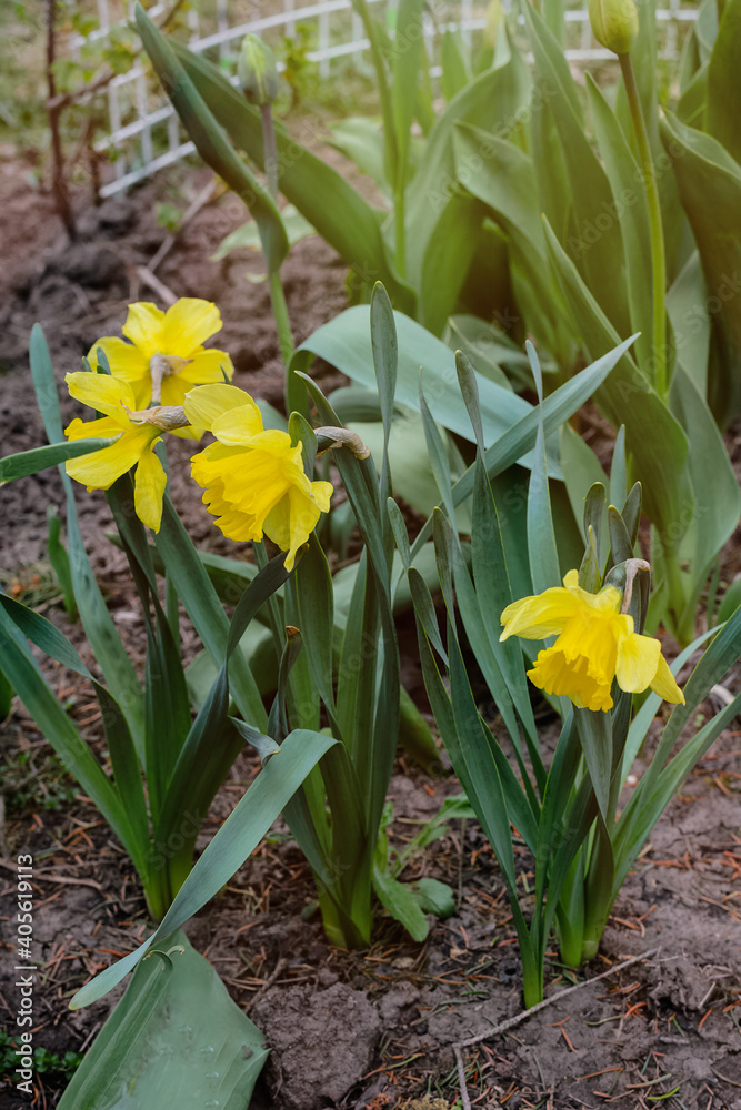 Obraz premium Garden and vegetable garden.Spring planting.Young narcissus flower seedling sprouted on the ground in the beds.Eco-friendly cultivation of vegetables and fruits