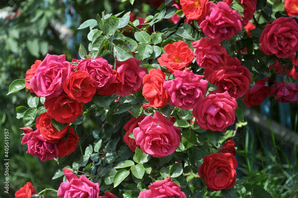 Roses bloom in the garden.