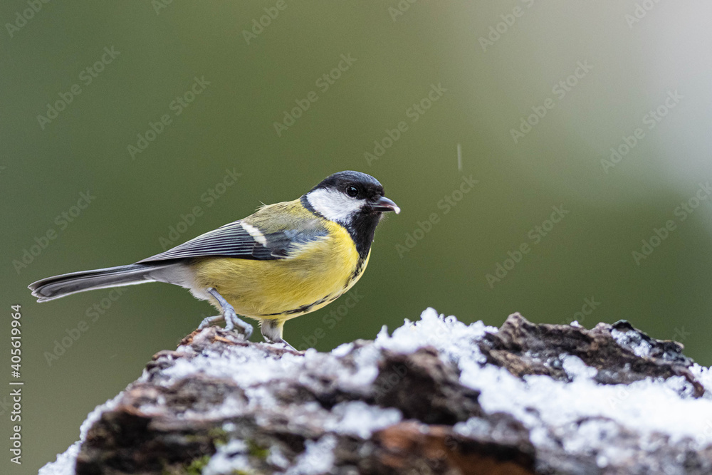 Obraz premium A great tit (Parus major) perched