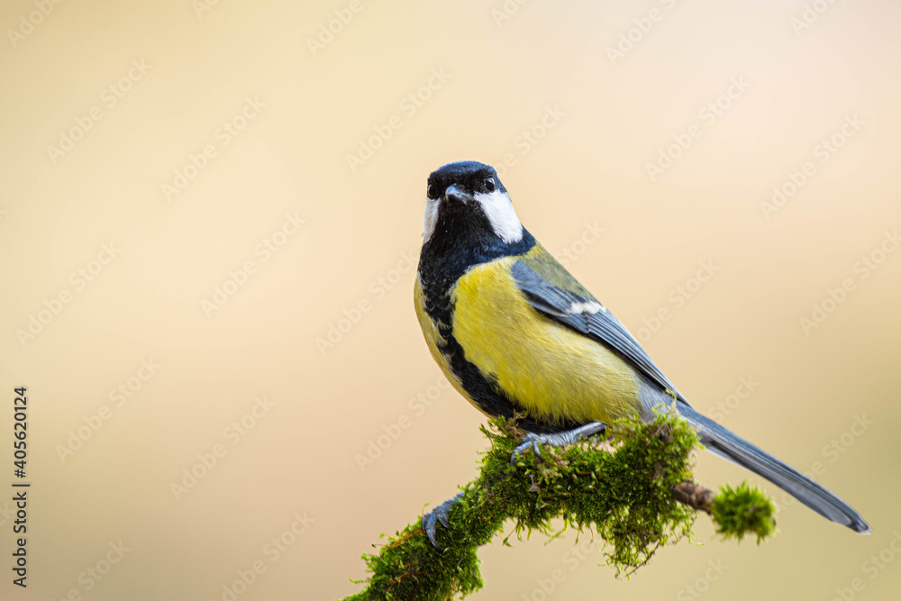Obraz premium A great tit (Parus major) perched