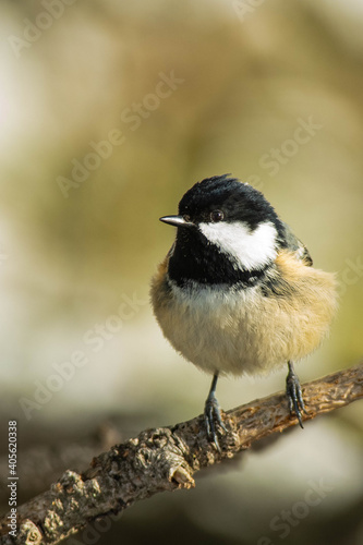 A coal tit (Periparus ater) on a pine during the winter, with snow.