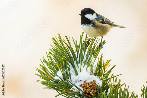 A coal tit (Periparus ater) on a pine during the winter, with snow. photo