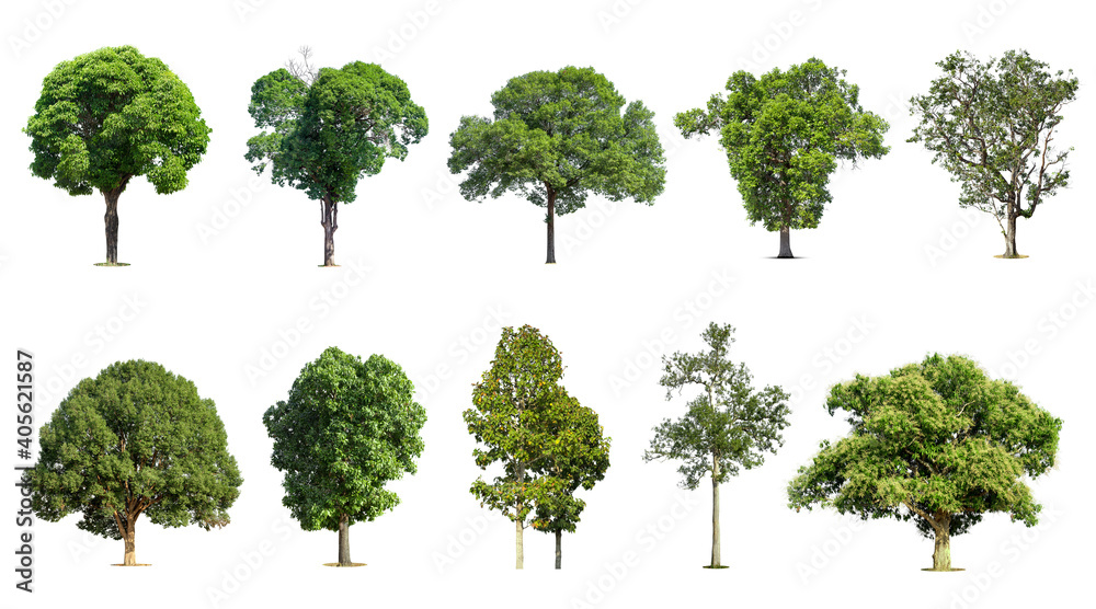 Fototapeta premium .Trees collection isolated on white background.