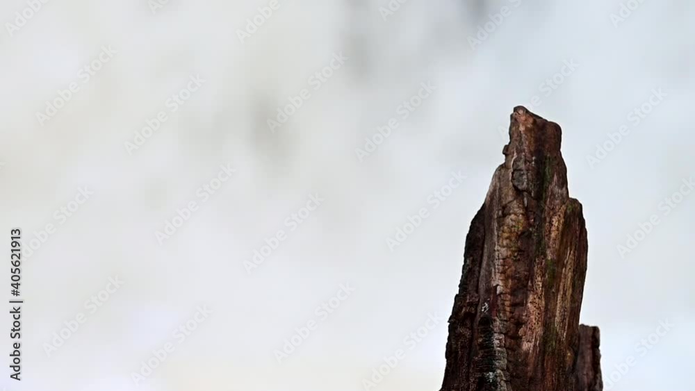 Tree stem with waterfall background, Slow motion Tree stem with waterfall background, Slow motion