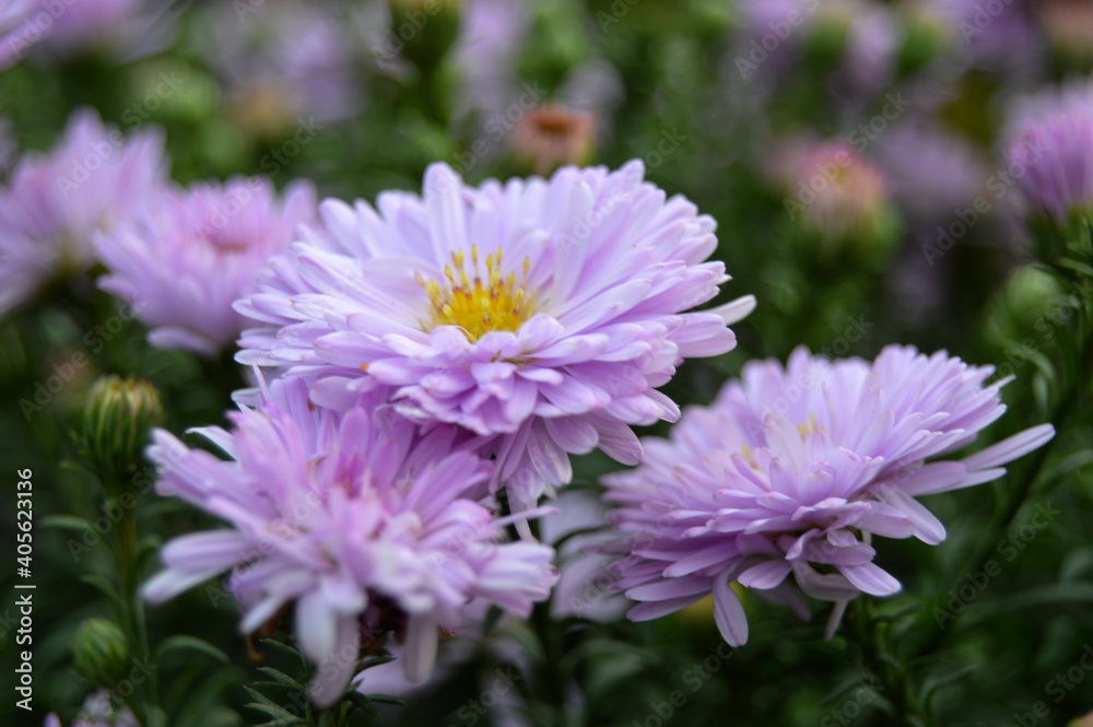 callistephus chinensis aster flower blooming in spring in the garden