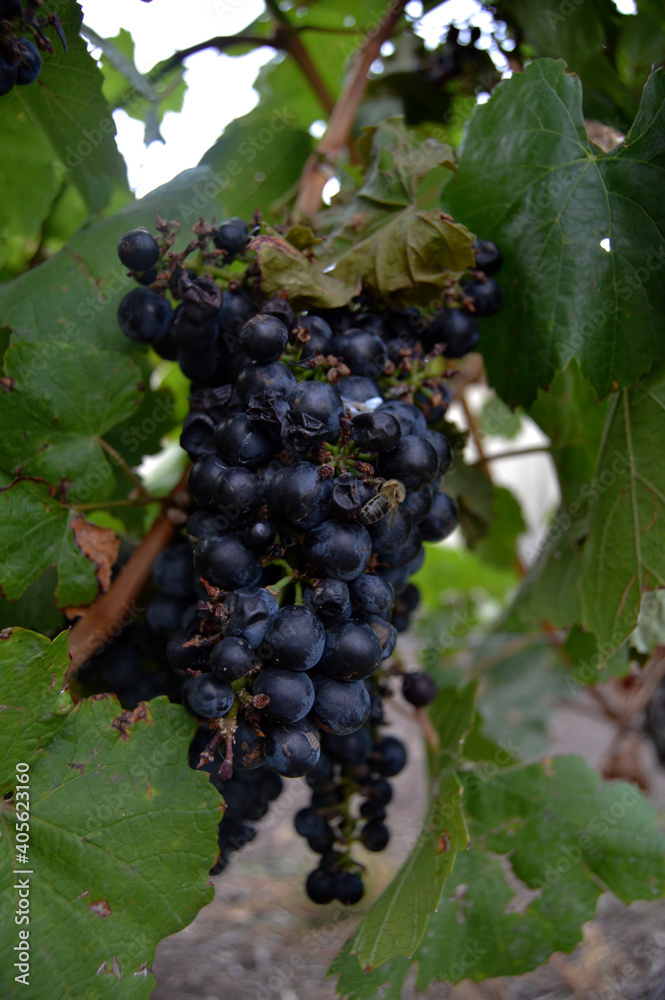 grapes on vine