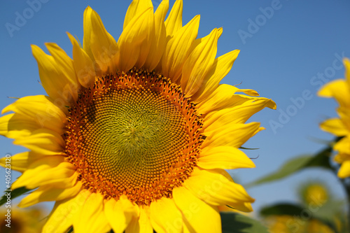 Sunflower close-up on a background of blue sky on a sunny day. Side view.