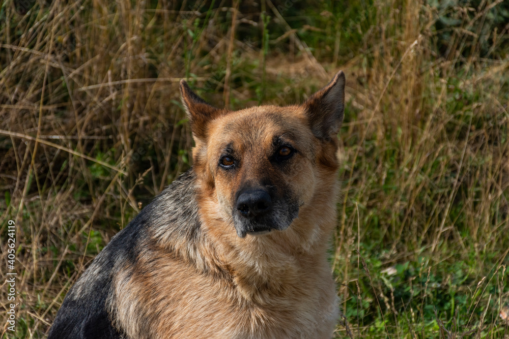 german shepherd dog