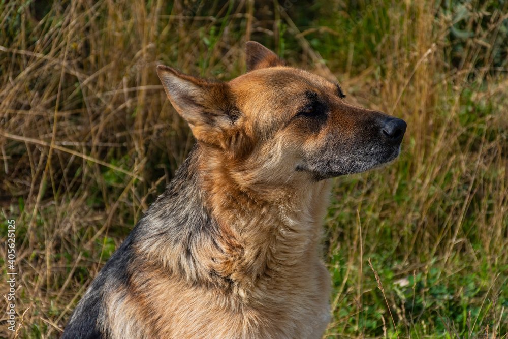 german shepherd dog german shepherd dog