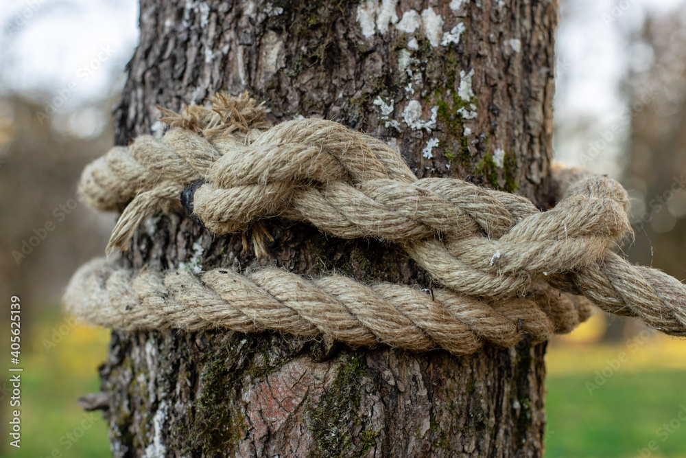 A Knotted Rope In A Large Tree Macro Climbing White Rope Tied To A Big Tree  Rope Around Tree Trunk Rope With Knot Around Tree Beautiful Natural  Environment And Sea Background Travel