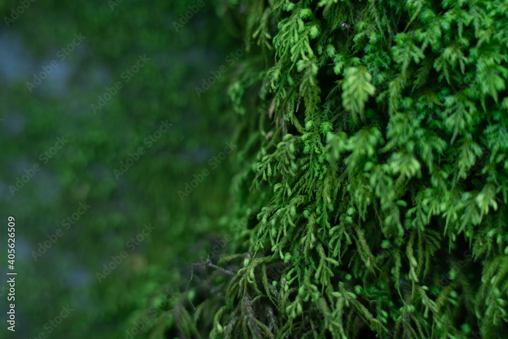 green grass background 2 green grass background 2