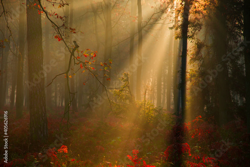 Sunrise in forest