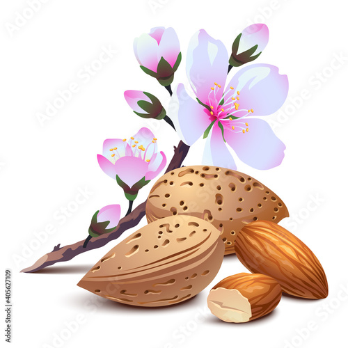 Almonds. Nuts, flowers. Isolated on white.