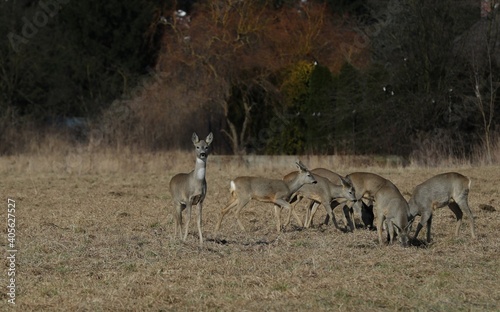 deer in the wild  Poland