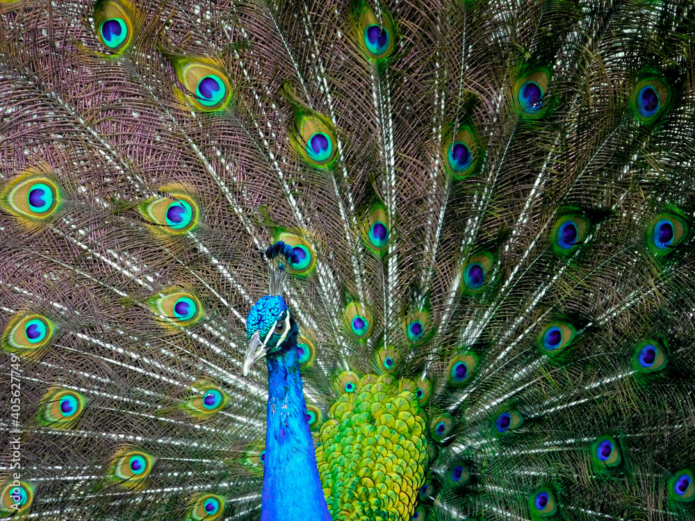 Obraz premium peacock with feathers, peacock, bird, blue, animal, feathers, nature, feather, peafowl, green, beautiful, beak, head, wildlife, beauty, colorful, color, eye, portrait, tail, plumage, zoo