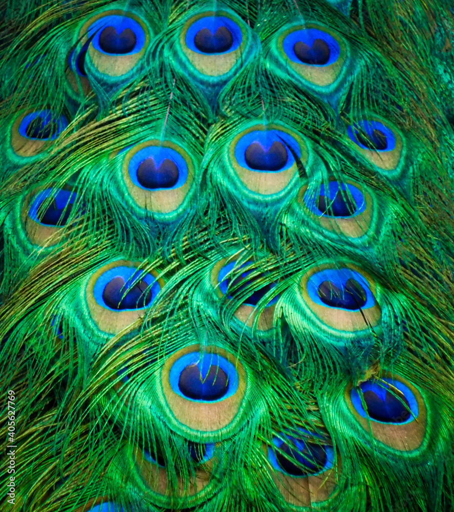 Obraz premium peacock feather background, peacock, bird, blue, animal, feathers, nature, feather, green, beautiful, wildlife, beauty, colorful, color, eye, tail, plumage