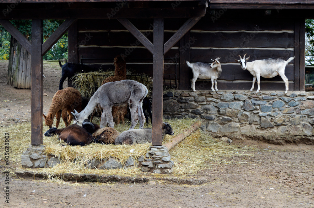 Fototapeta premium goats in the paddock