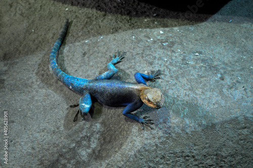 lizard on the rock
