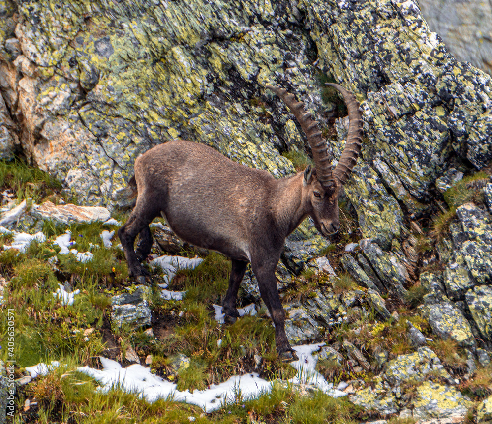 An ibex in the mountains of the aosta valley near the town of Aosta, Italy - August 2020 An ibex in the mountains of the aosta valley near the town of Aosta, Italy - August 2020