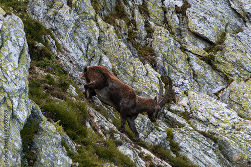 An ibex in the mountains of the aosta valley near the town of Aosta  Italy - August 2020