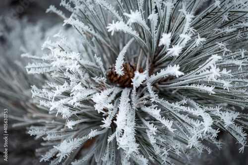 pine tree covered in ice