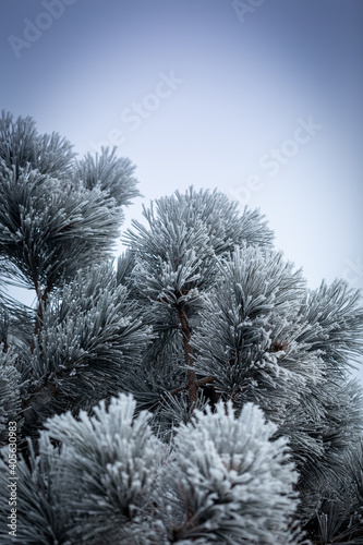 pine tree covered in ice