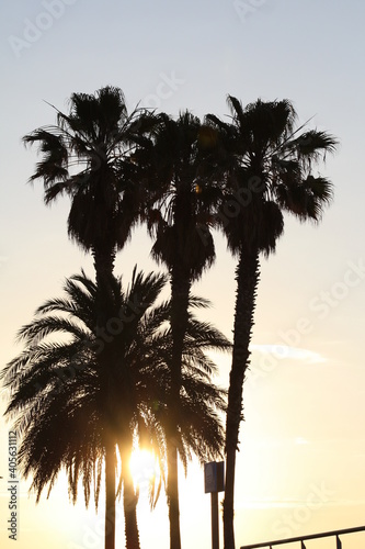 palm trees at sunset