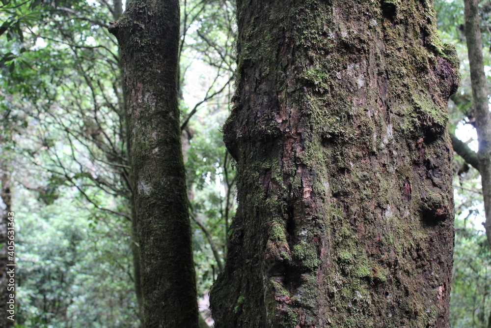 trunk of a tree