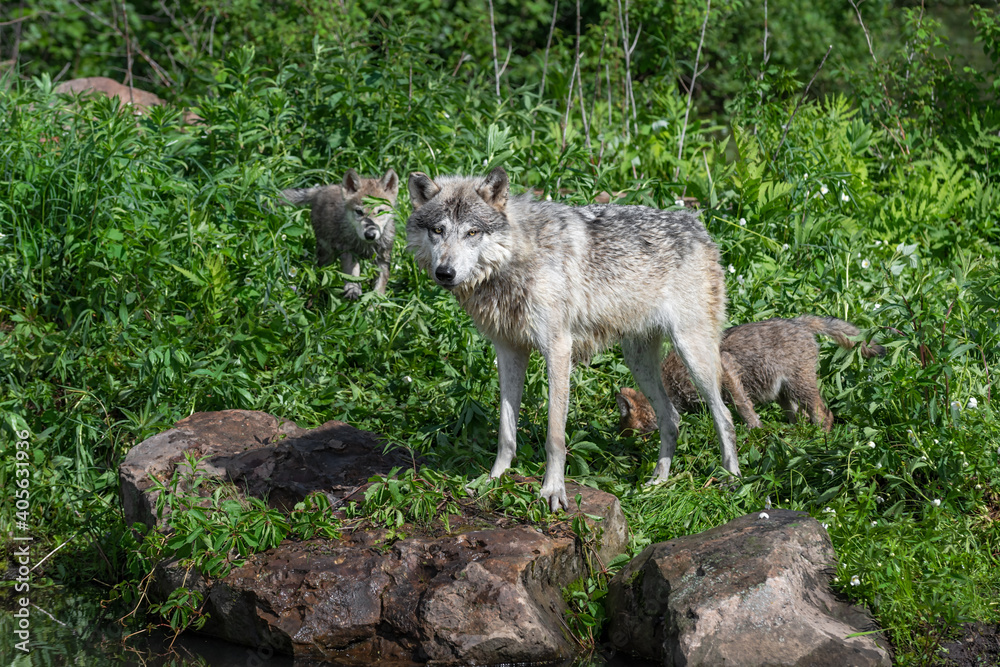 Grey Wolf (Canis lupus) Stands on Rock Looking Out Two Pups Behind Summer Grey Wolf (Canis lupus) Stands on Rock Looking Out Two Pups Behind Summer