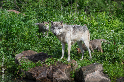 Grey Wolf (Canis lupus) Stands on Rock Looking Out Two Pups Behind Summer