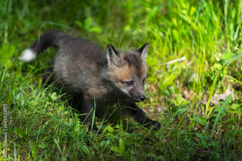 Fototapeta premium Red Fox (Vulpes vulpes) Kit Runs Through Grass Summer