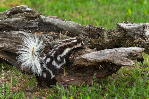 Eastern Spotted Skunk (Spilogale putorius) Investigates Log Summer photo