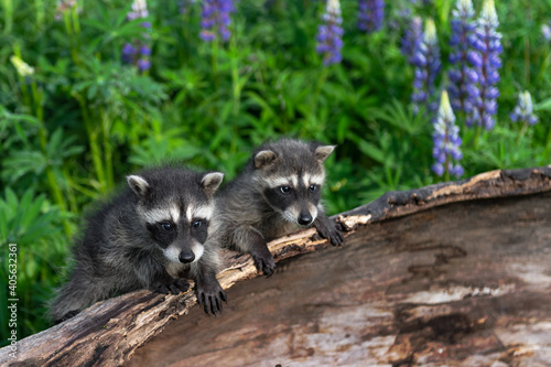 Raccoons (Procyon lotor) Sit Together on Edge of Log Summer
