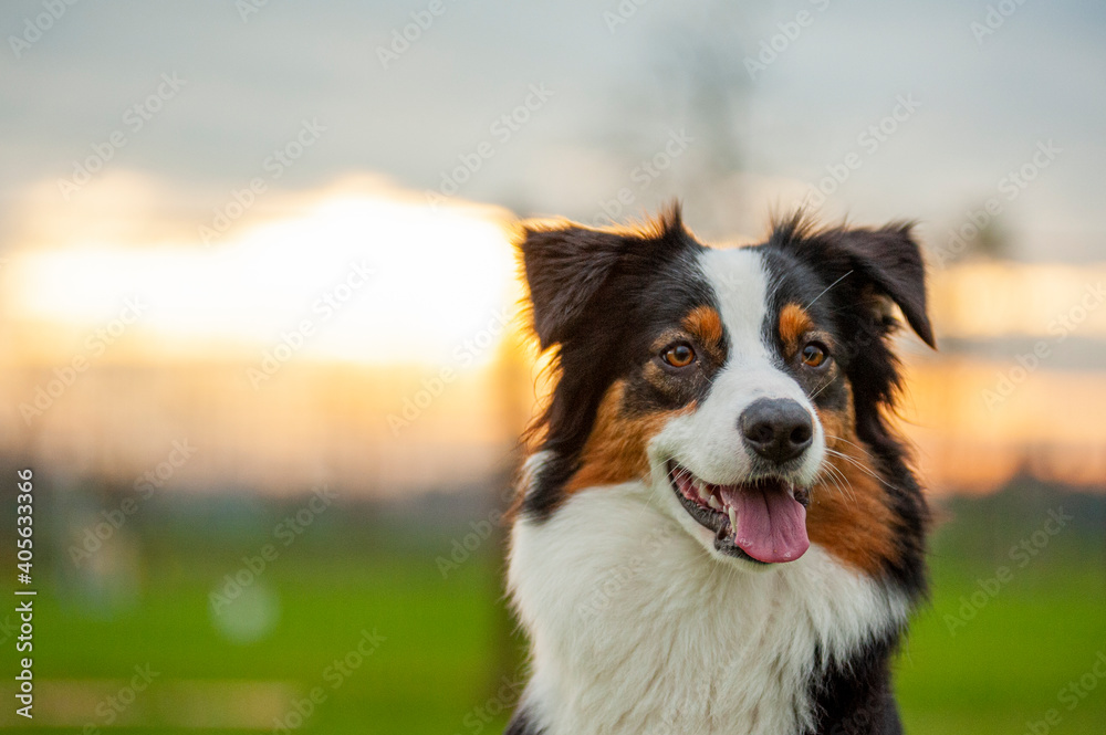 Portrait of young and happy black tricolor australian shepherd dog