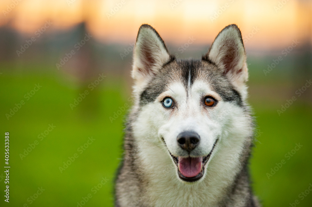 Portrait of husky mix dog with eyes of different color. Dog with heterochromia