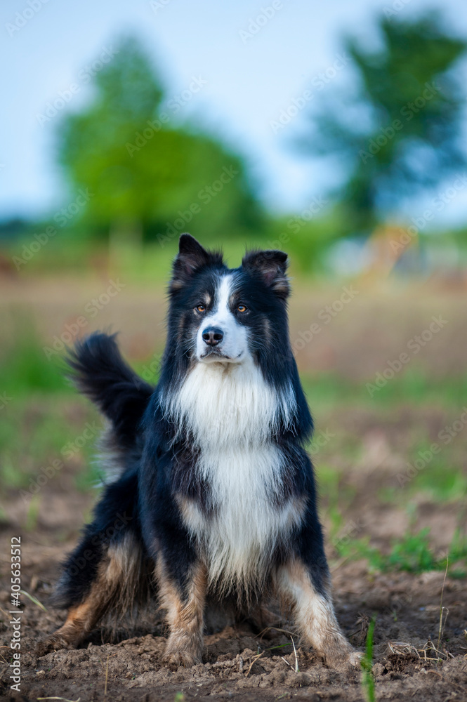 Elegant and majestic black tricolor australian shepherd dog is posing for the camera in a rural scenery