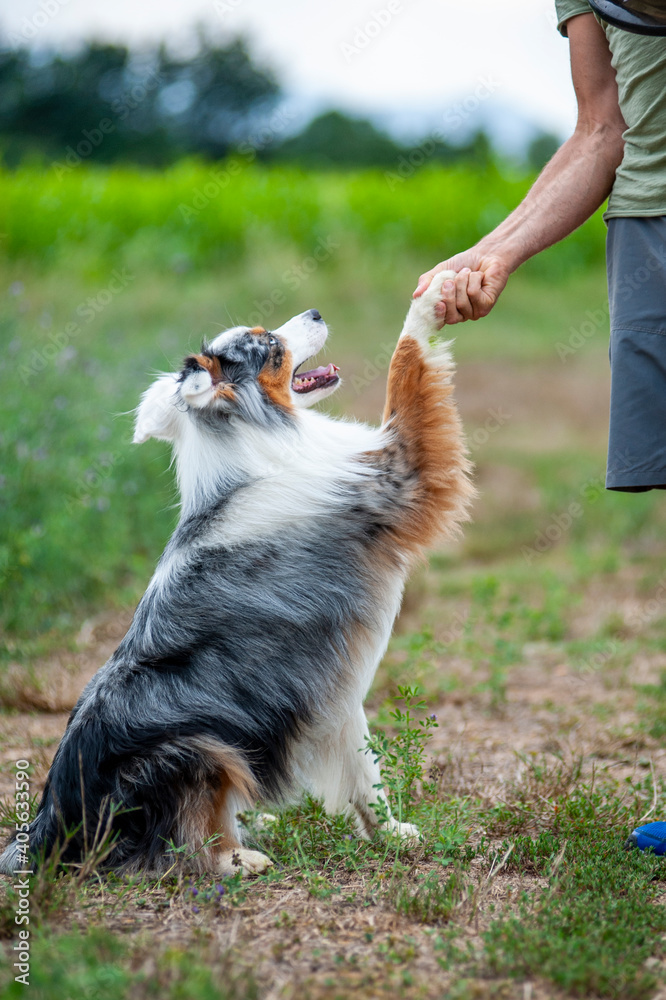 Merle australian shepherd is playing tricks. Giving paw to the owner.