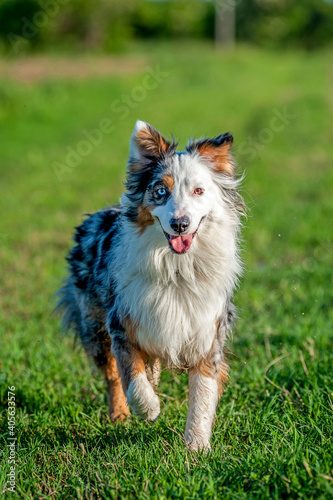 Happy merle tri australian shepherd is running in the countryside
