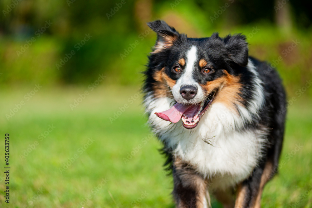 Close up of a black tricolor australian shepherd dog running with tongue out in summer