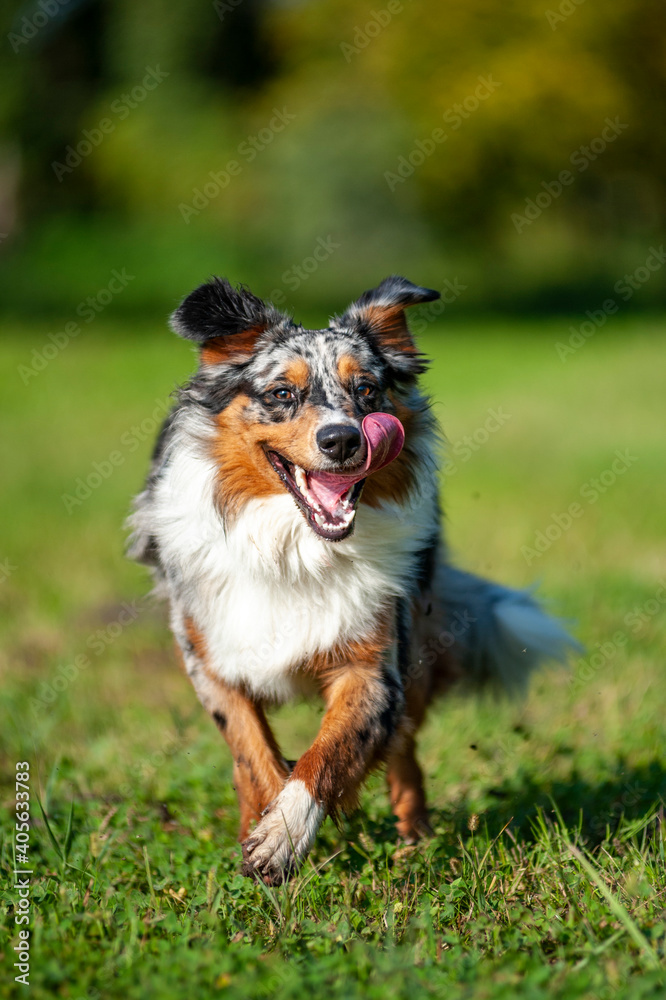 Merle australian shepherd dog running fast with tongue out in a natural scenery