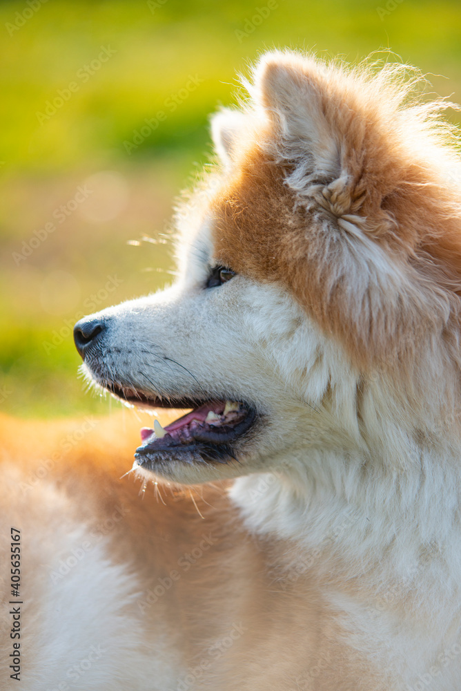 Portrait of elegant Shiba Inu dog. American akita, japanese breed. Shiba Inu is considered sometimes a difficult dog