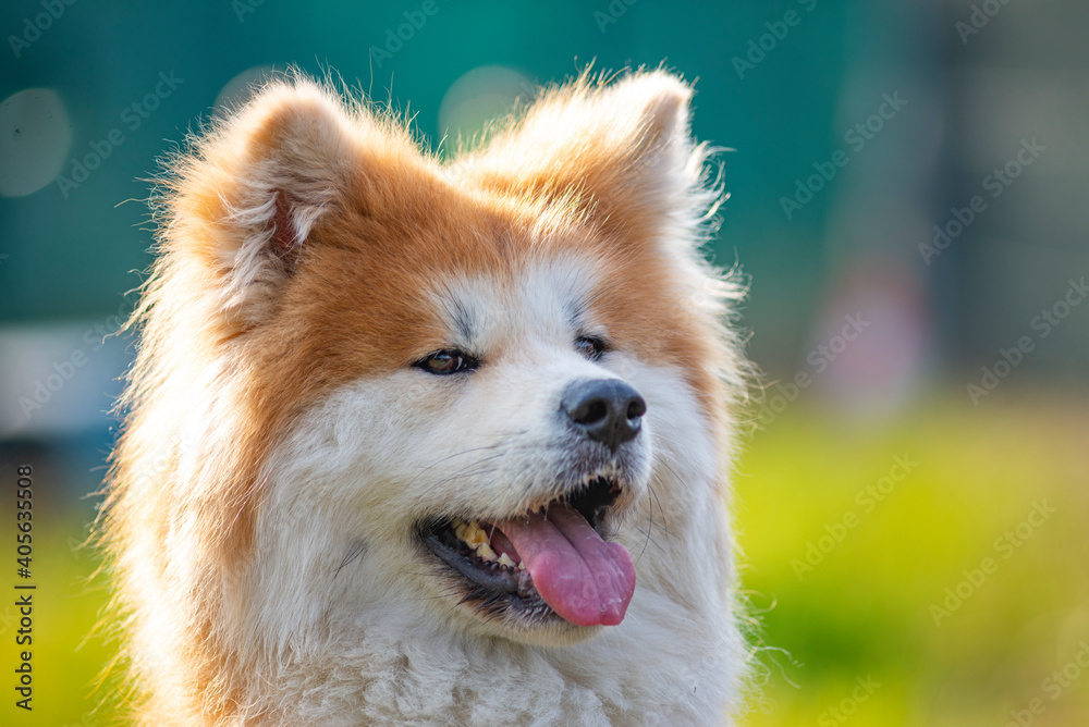Portrait of elegant Shiba Inu dog. American akita, japanese breed. Shiba Inu is considered sometimes a difficult dog