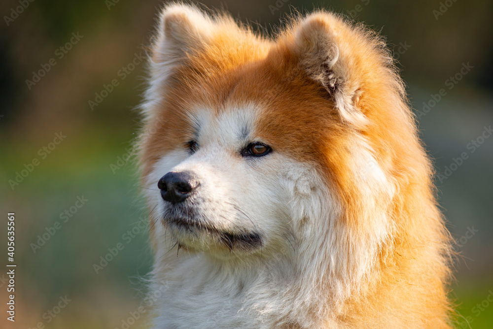 Obraz premium Portrait of elegant Shiba Inu dog. American akita, japanese breed. Shiba Inu is considered sometimes a difficult dog