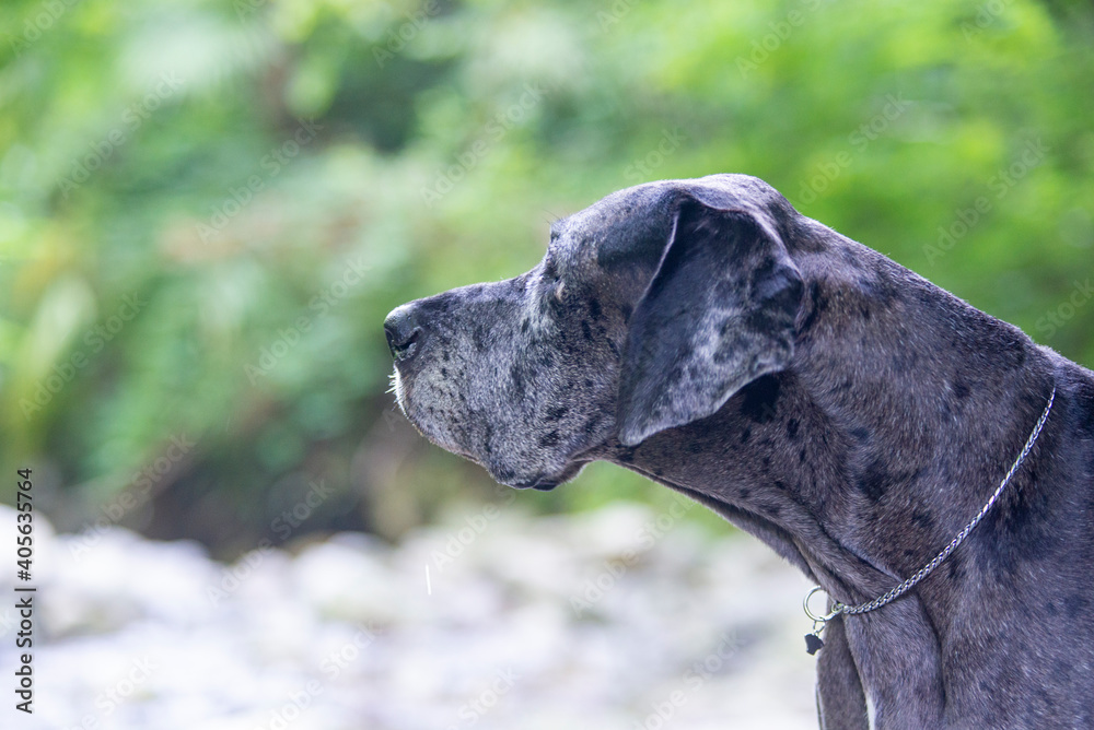 Portrait of grey harlequin Great Dane dog. Giant dog in natural environment