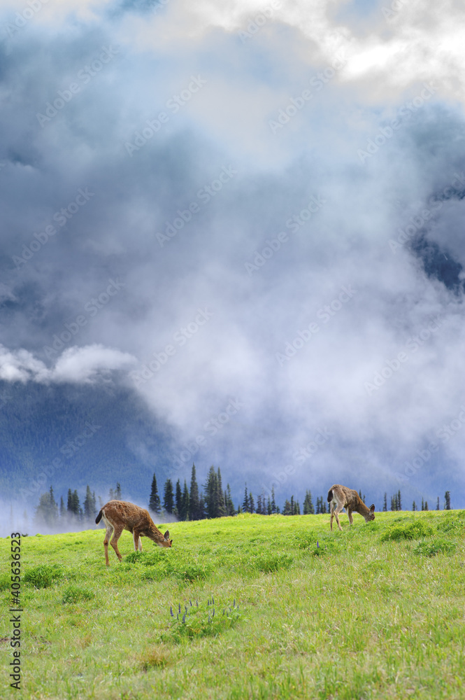 Naklejka premium Two Wild Deer on grass meadow 